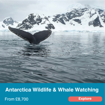 Antarctica wildlife and whale watching 