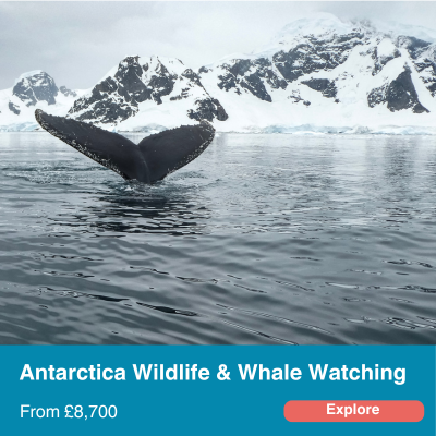 antarctica wildlife and whale watching 