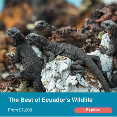 The best of ecuadors wildlife 