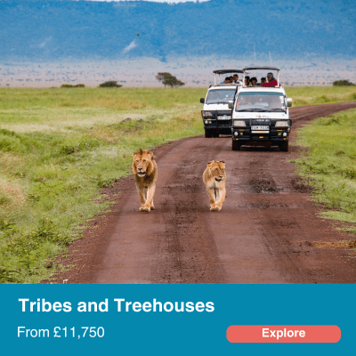 tribes and treehouses