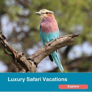 Luxury Safari Vacations.