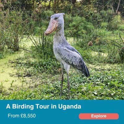 Birding Tour in Uganda