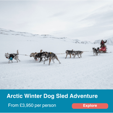 Arctic winter dog sled