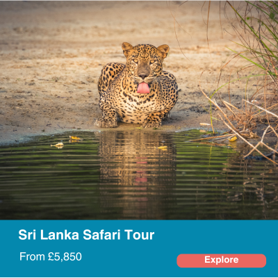 Sri Lanka Safari Tour