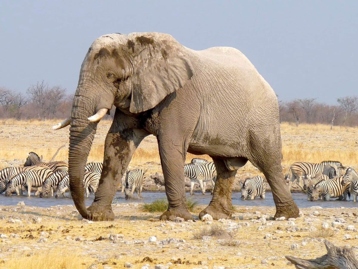 Desert_Elephant(1)-1