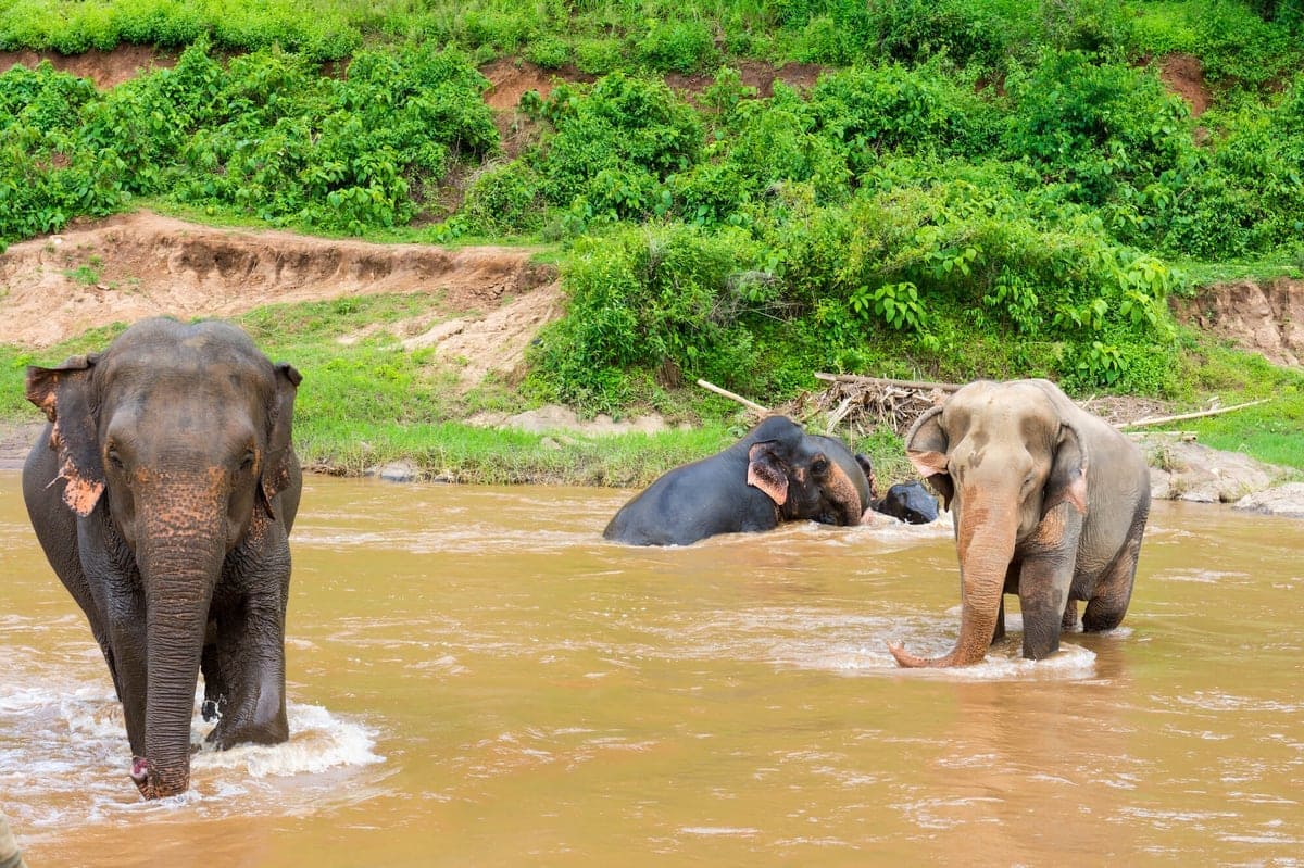 Elephant Nature park Chiang Mai-2-1-1-1