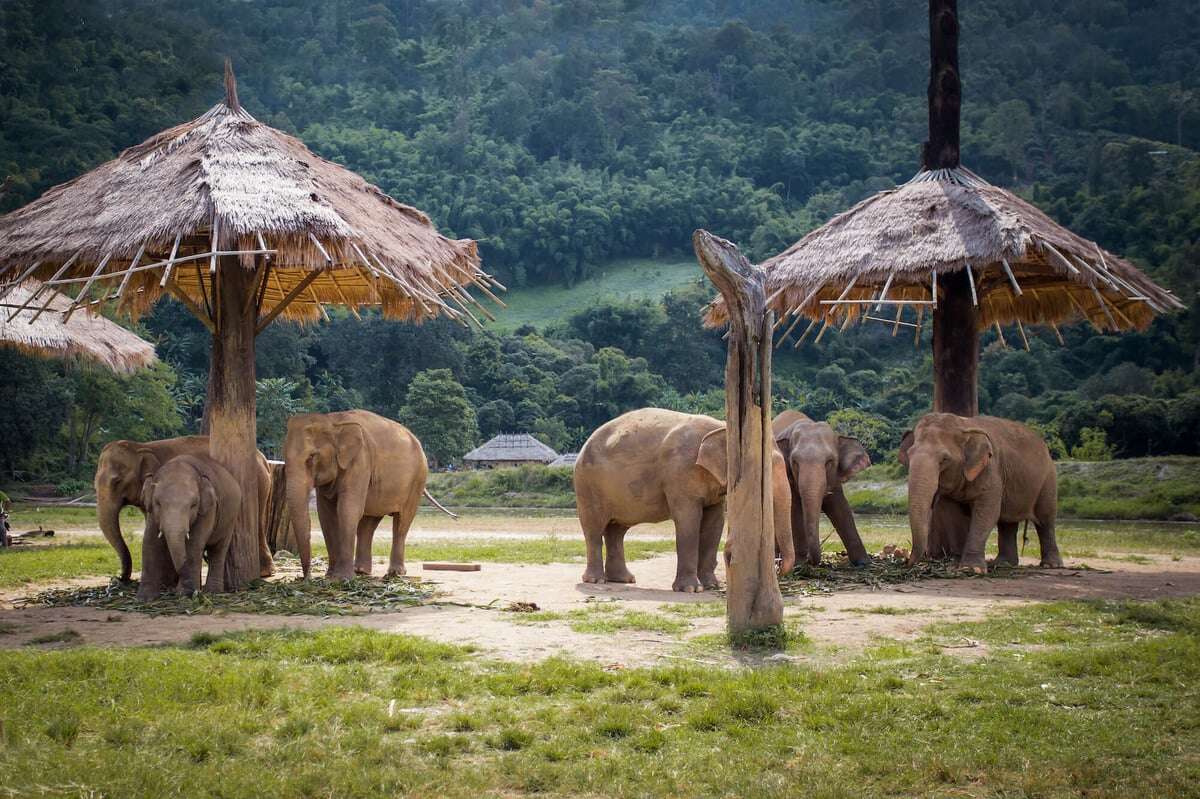 Elephant nature Park Chiang Mai 2 (1)-1