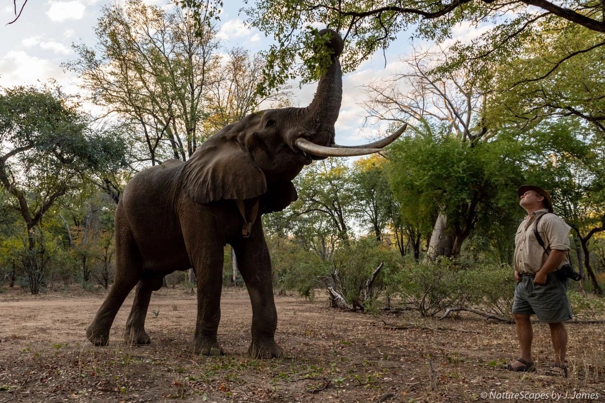 Elephant_-_Bushlife_Safaris_Activities_fqjxgr