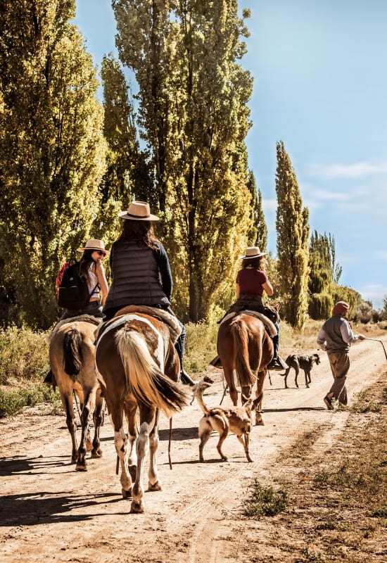 A group of customers ride on horse back along a dusty path in the winelands, accompanied by dogs.