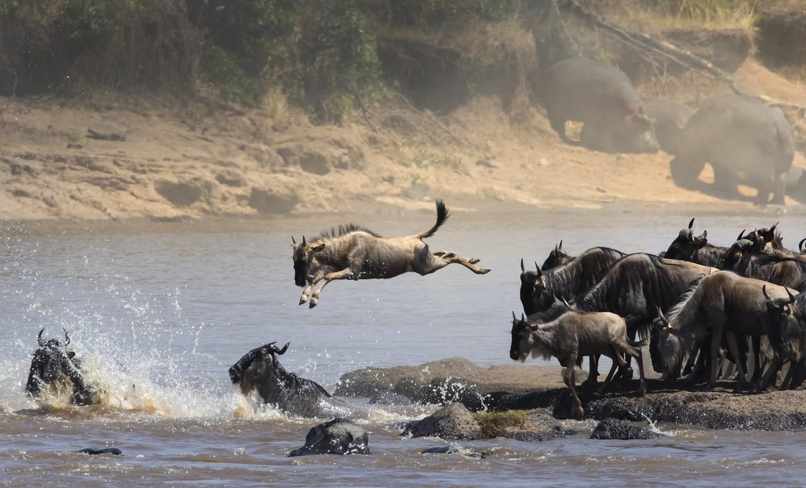 GreatMigration_Kenya_shutterstock_484395760_ms5hdk