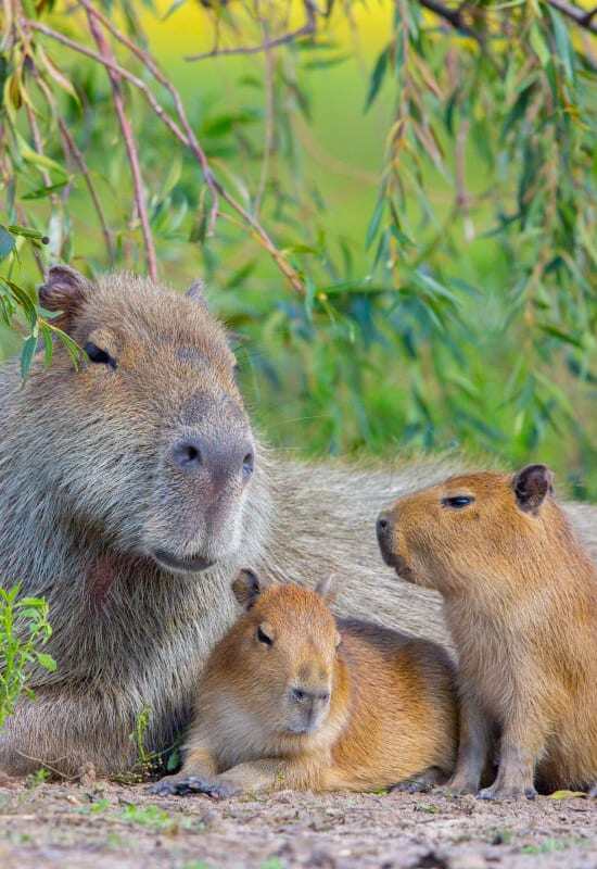 Explore Ibera Wetlands and try to spot the Capybara at Hotel Puerto Valle in Argentina