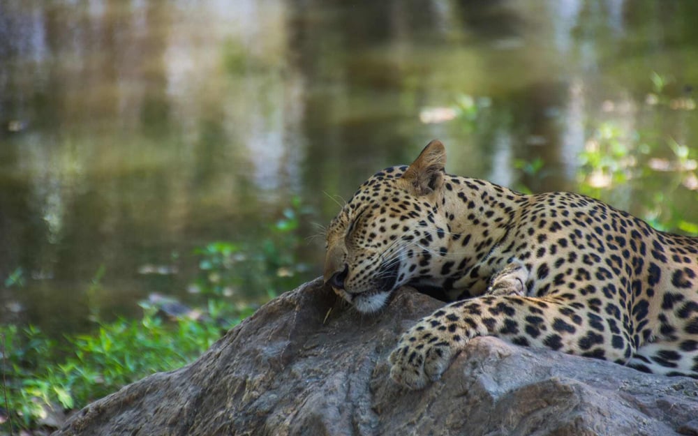 Jaguar_Cerrado_shutterstock_603222002_ynpryn