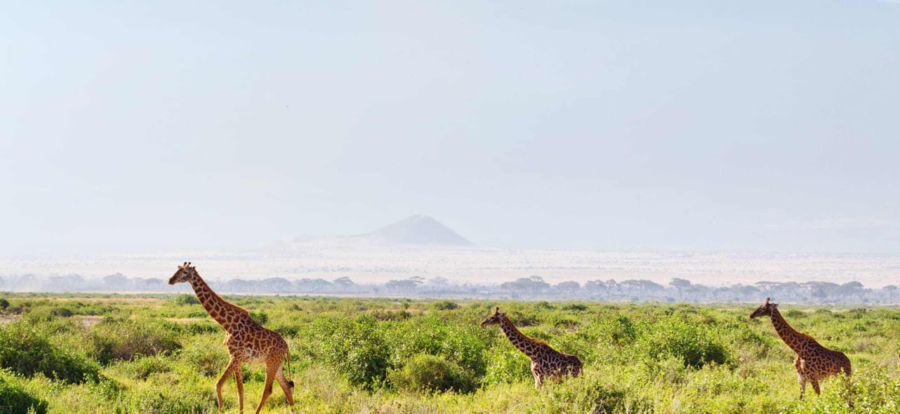 Kenya wildlife scene