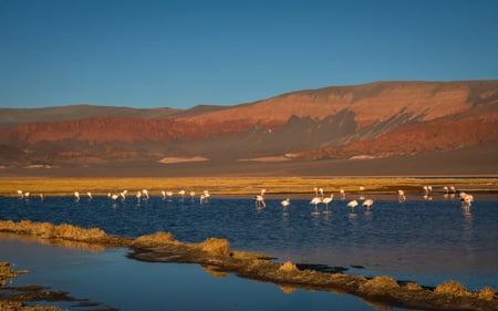 A group of flamingoes drink from a saltwater lake in the nearby desert.