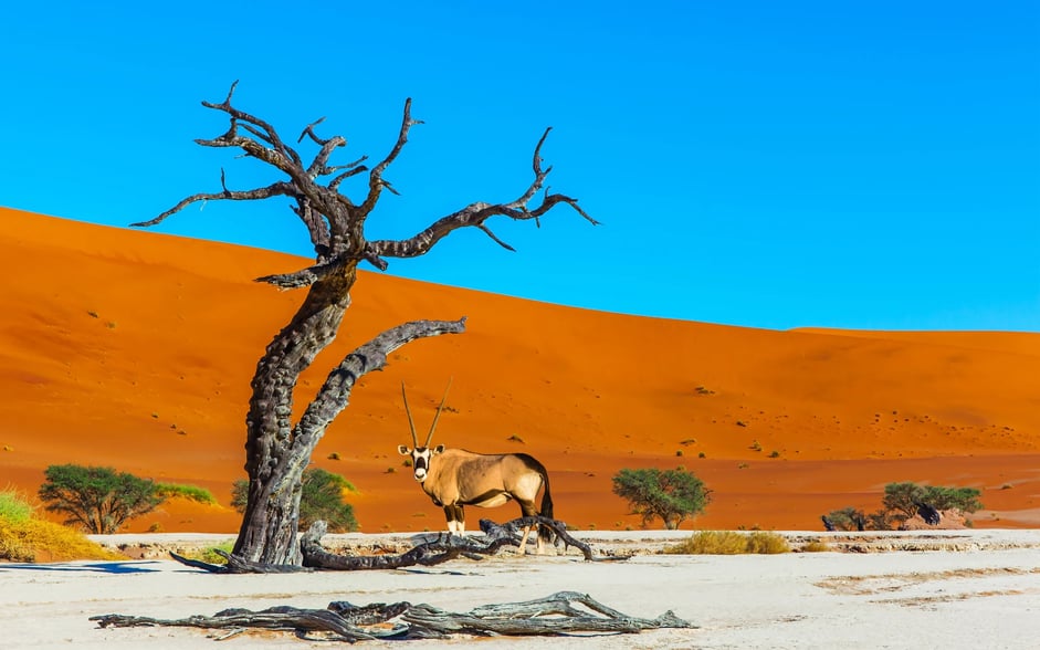 Namibia_deserts_webp+shutterstock_1734548210_l0alik