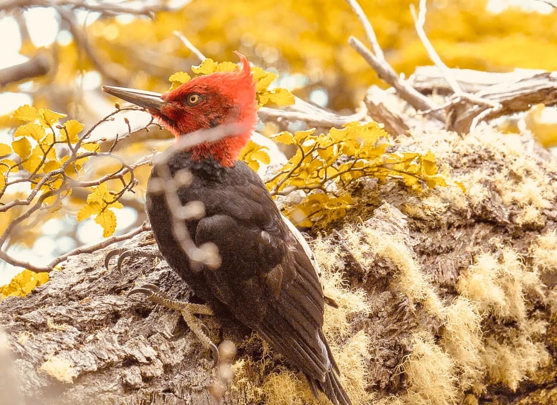 A Magellanic woodpecker perches on a branch on a sunny day. Its plumage is a mixture of bright red and dark grey.