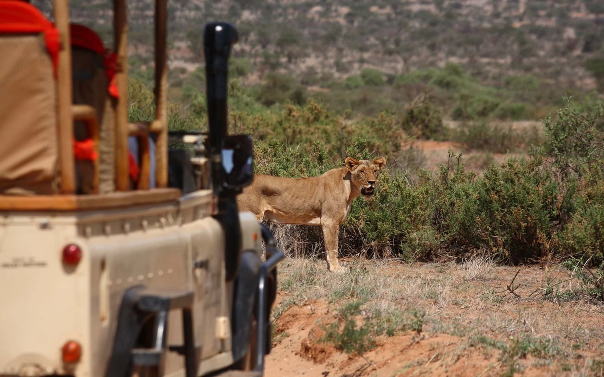 Saruni_samburu_kenya_lion_q5g7vw