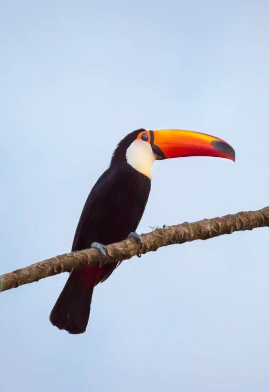 Spot the toucans at Awasi Iguazu Falls