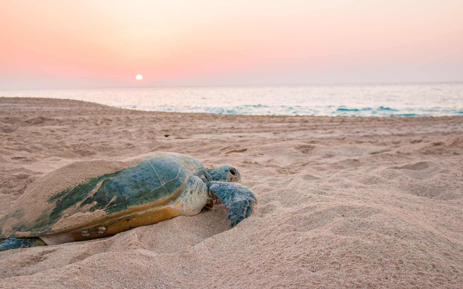 Turtles in Oman