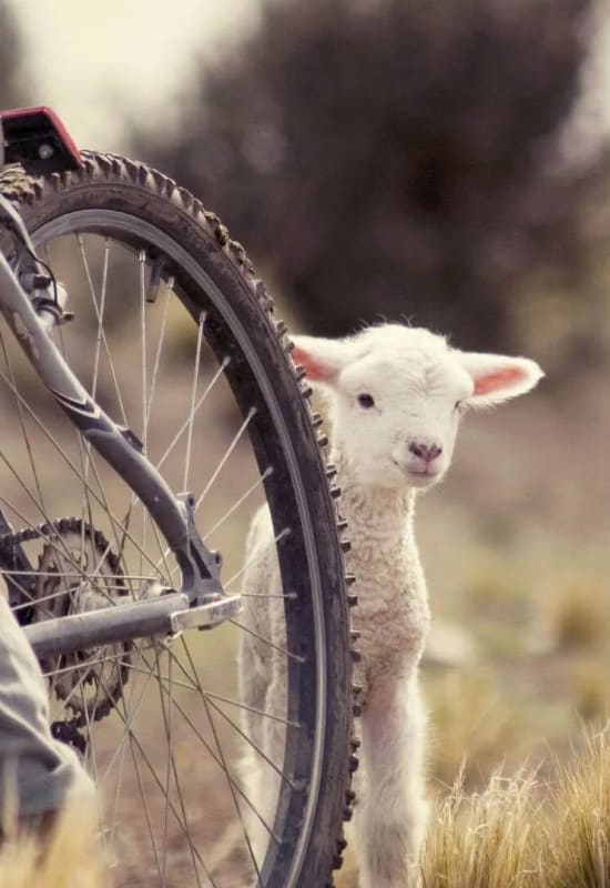 A lamb peaks out from behind the wheel of a bicycle.