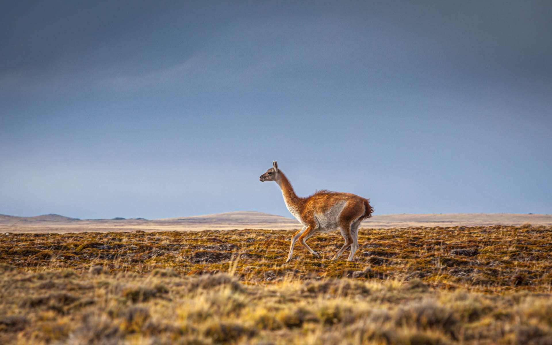 guanaco llama in patagonia, chile 