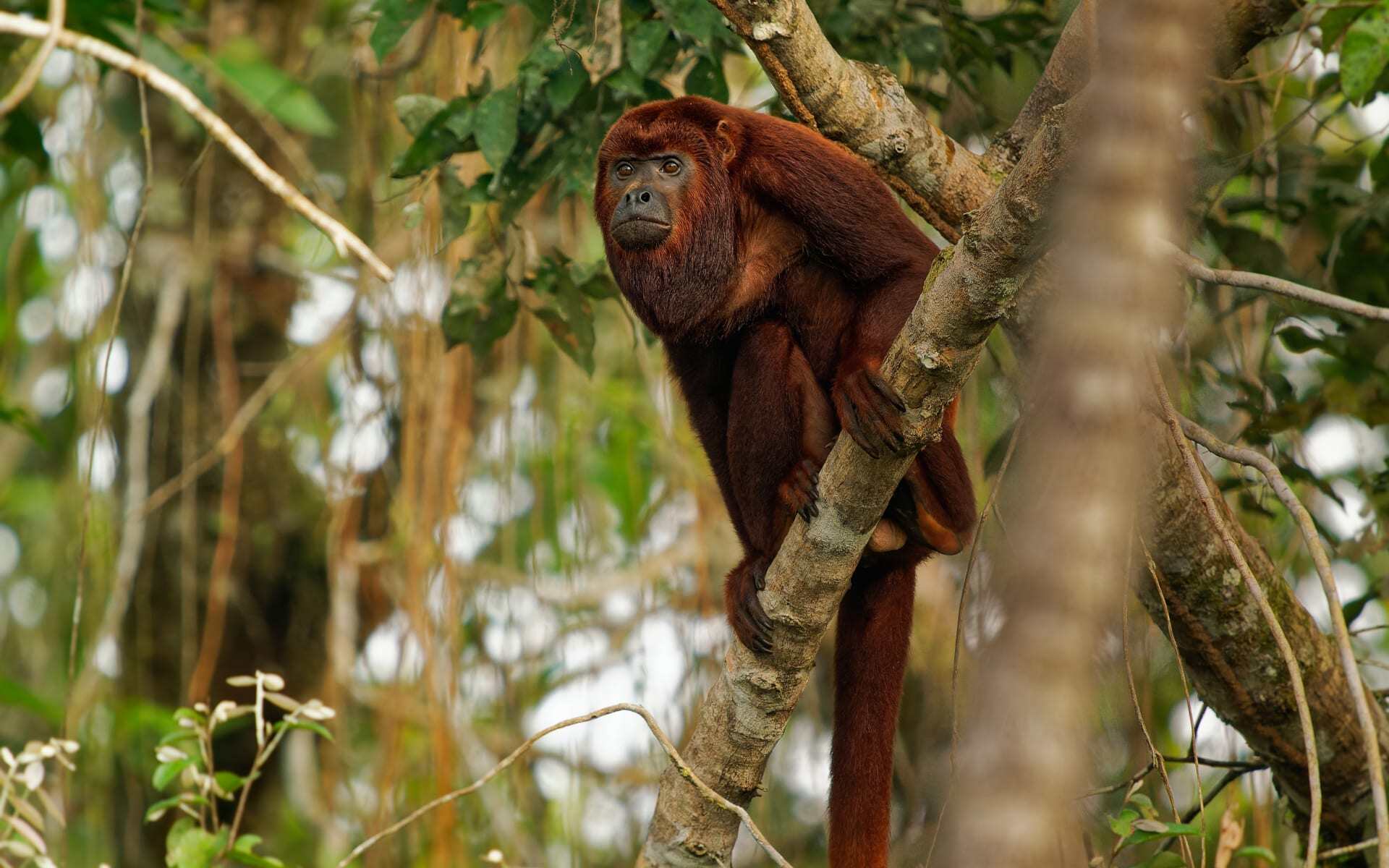 try to spot howler monkeys during your trek