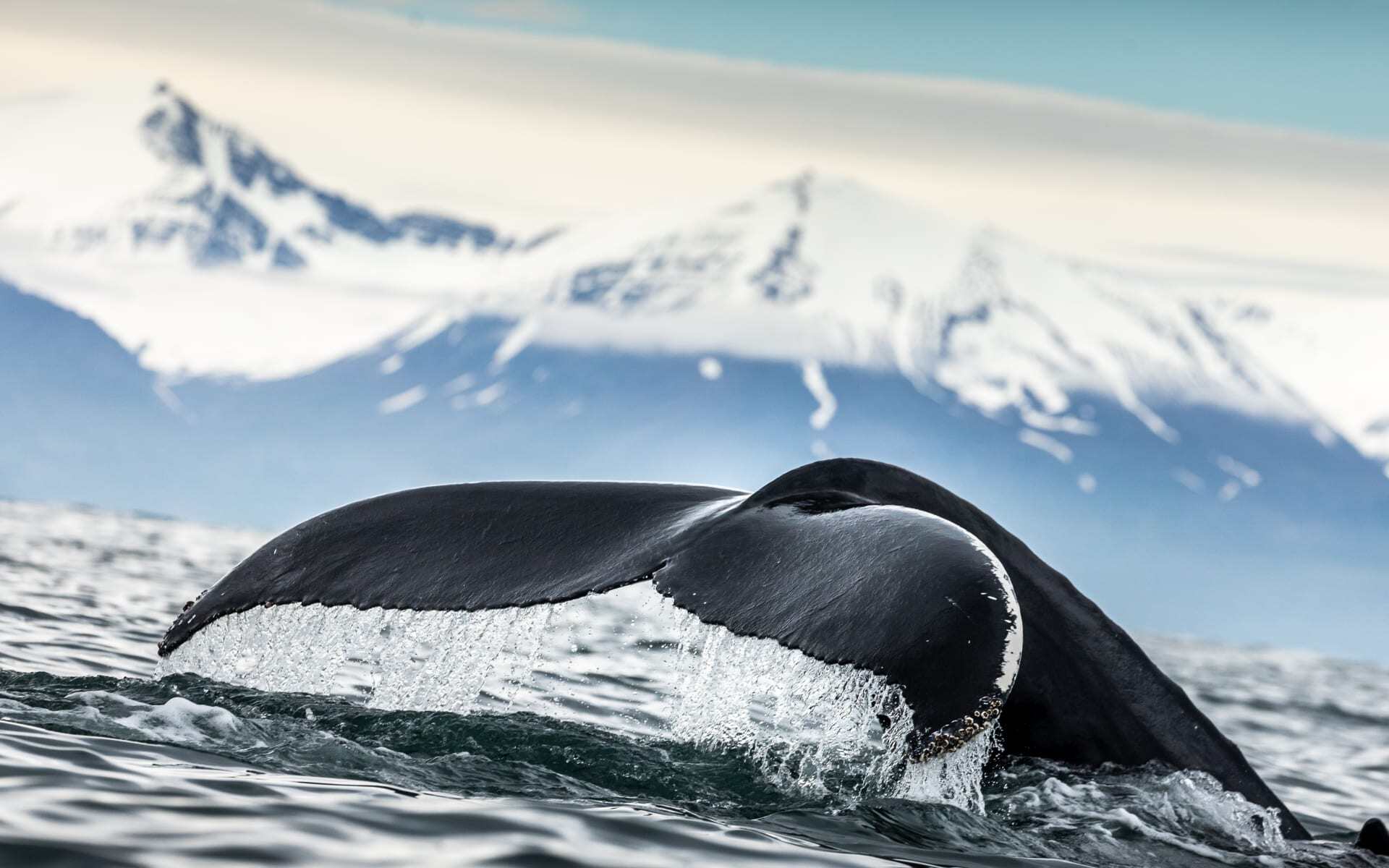 Humpback whales in Iceland 