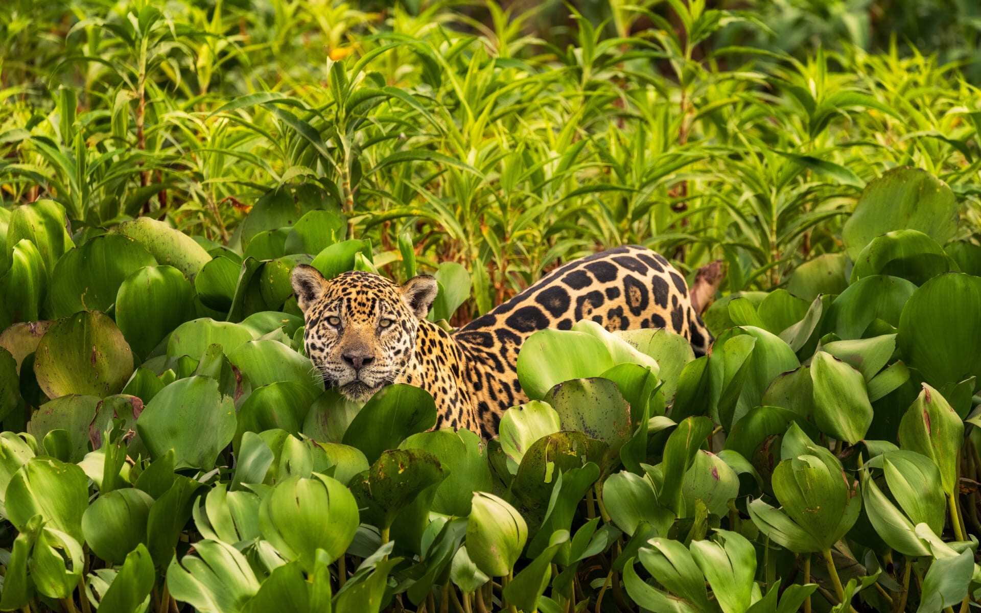 A jaguar sneaks through a thick area of vegetation in the Pantanal.