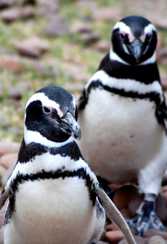 Two Magellanic penguins stand side-by-side on their pebbly habitat.