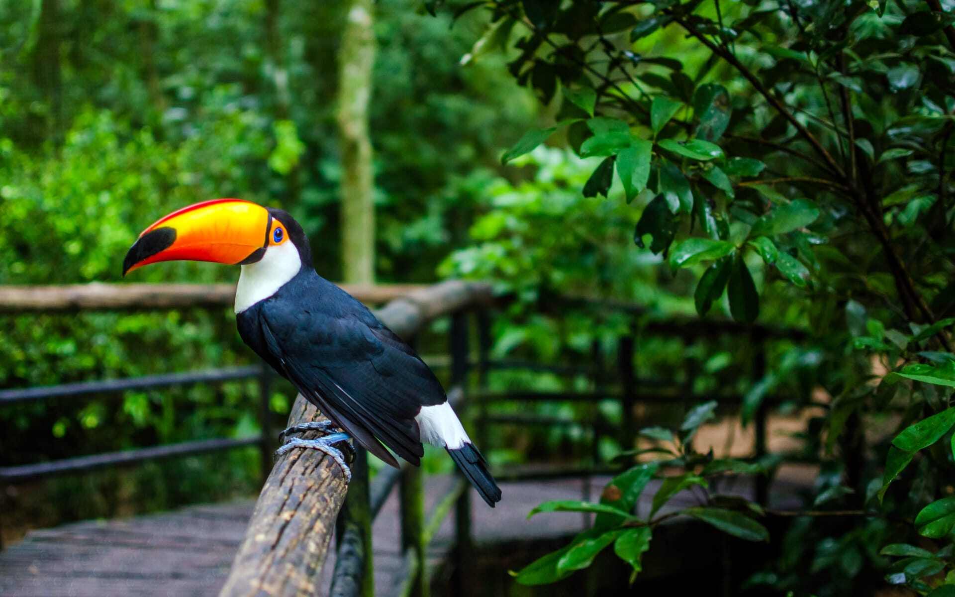 A toucan perches on a wooden fence in Iguazu.