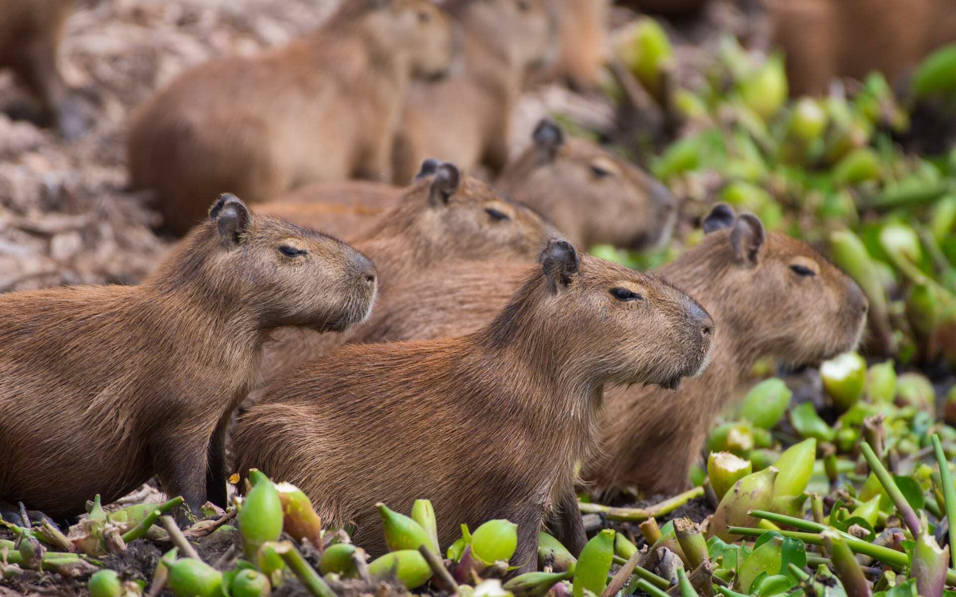 A group of capybara huddles together in the Pantanal.