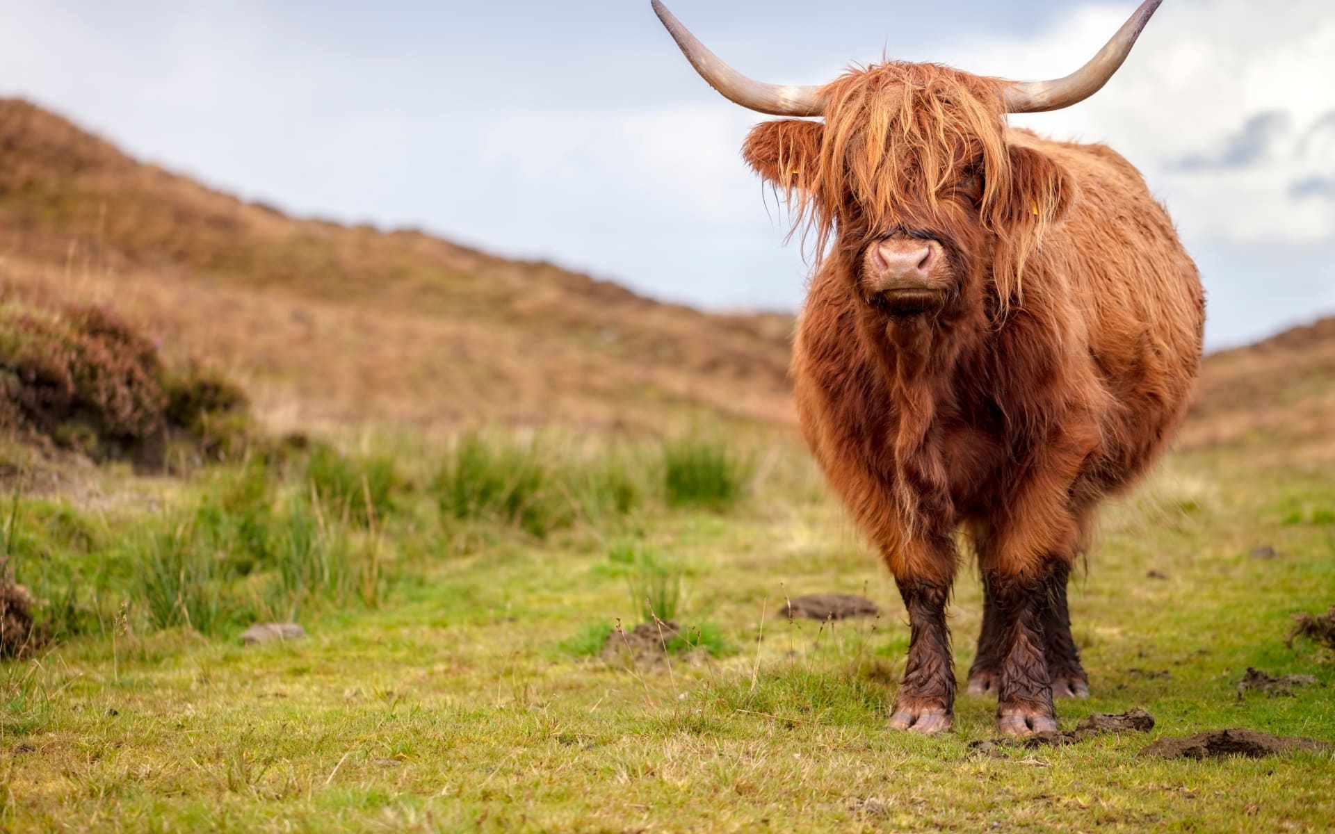 A highland cow stands ahead of a green scenery in Scotland.