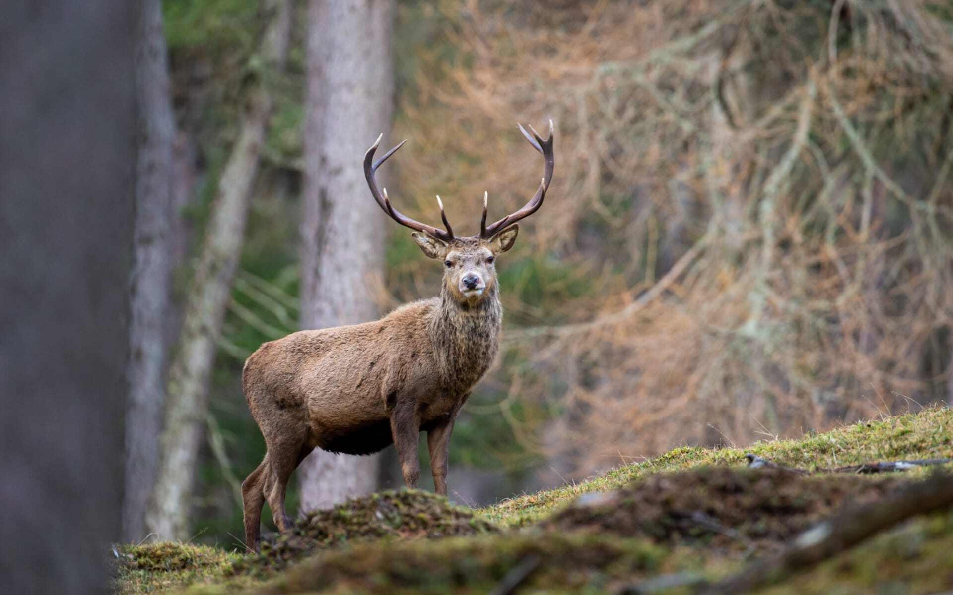 A red deer stands on a slope surrounded by forest.