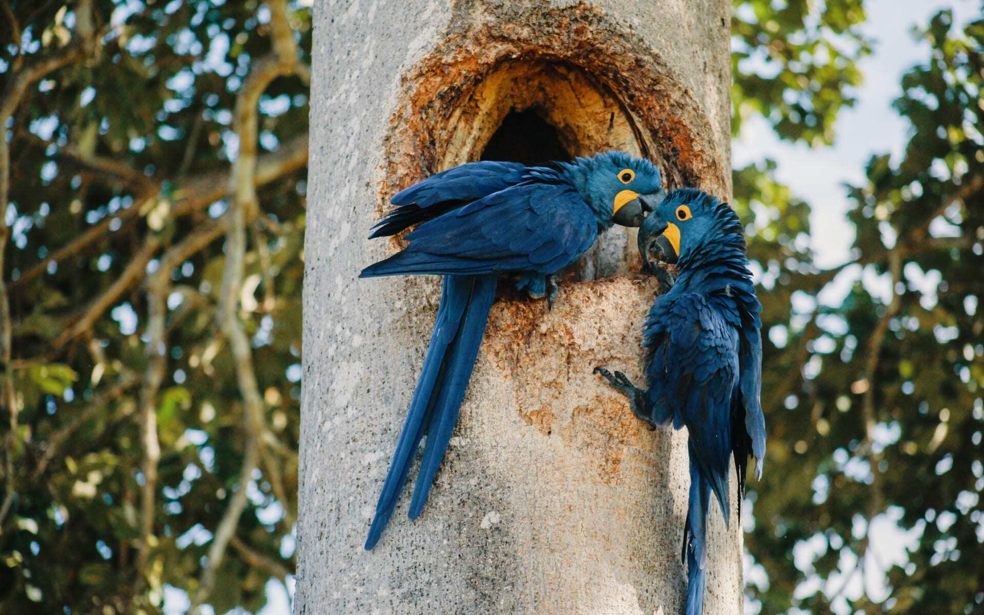 Two parrots play together on a tree in the Pantanal.