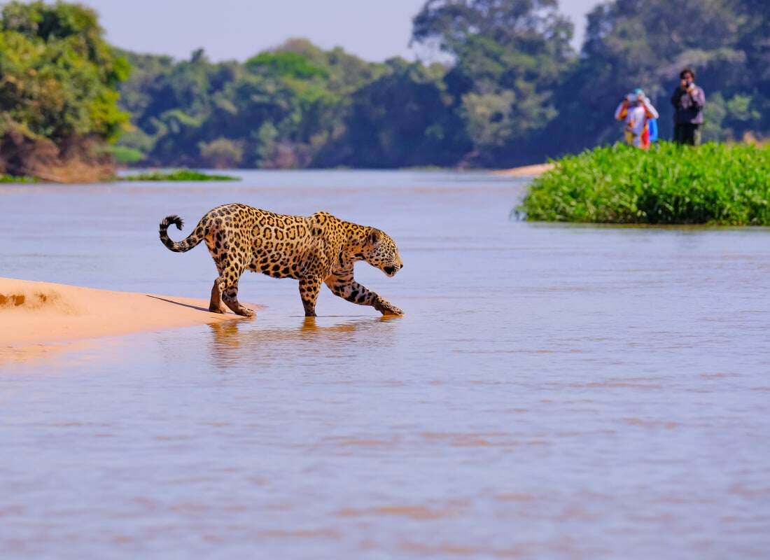 try to spot the elusive jaguars 