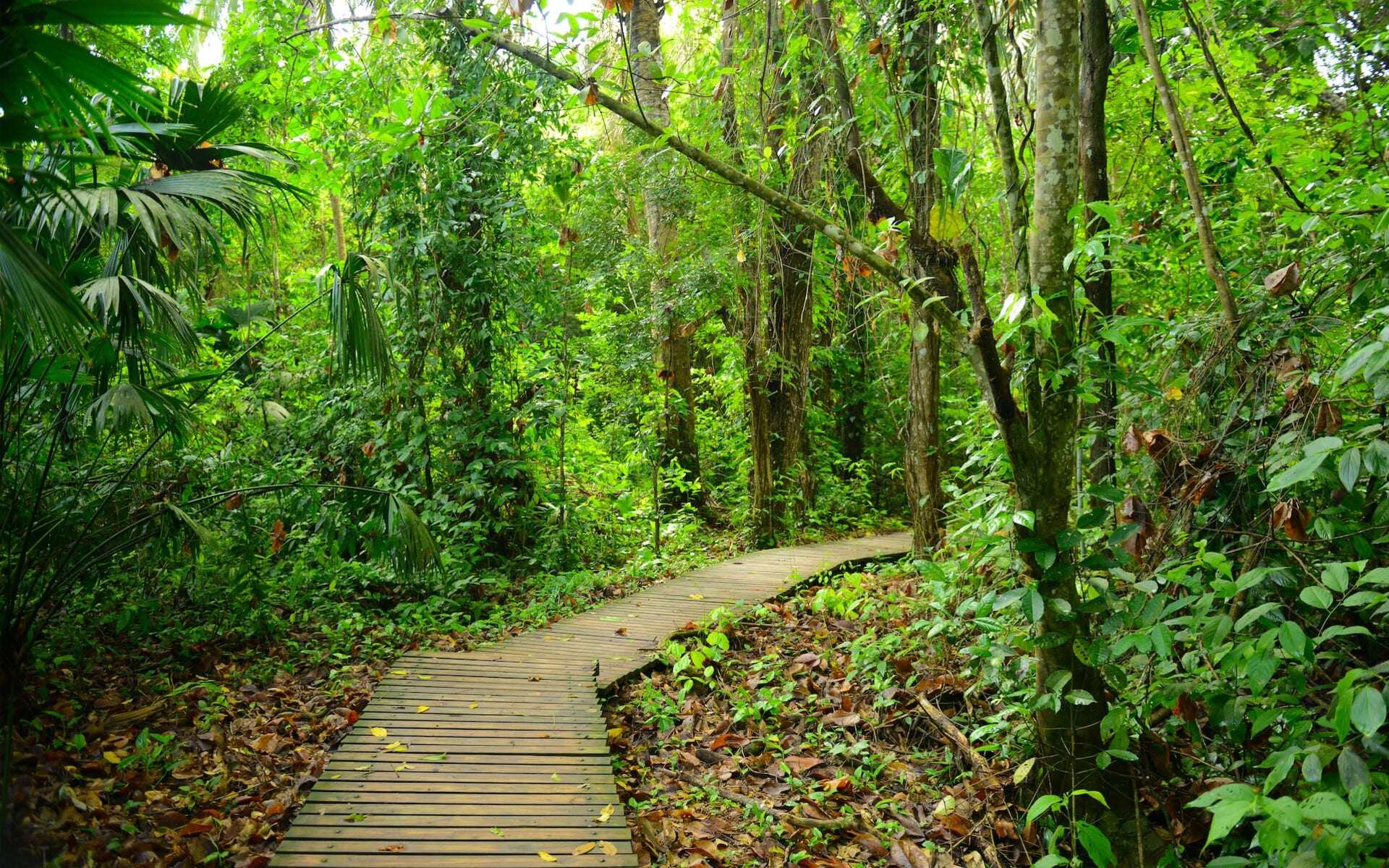 hike through the jungles in Tayrona