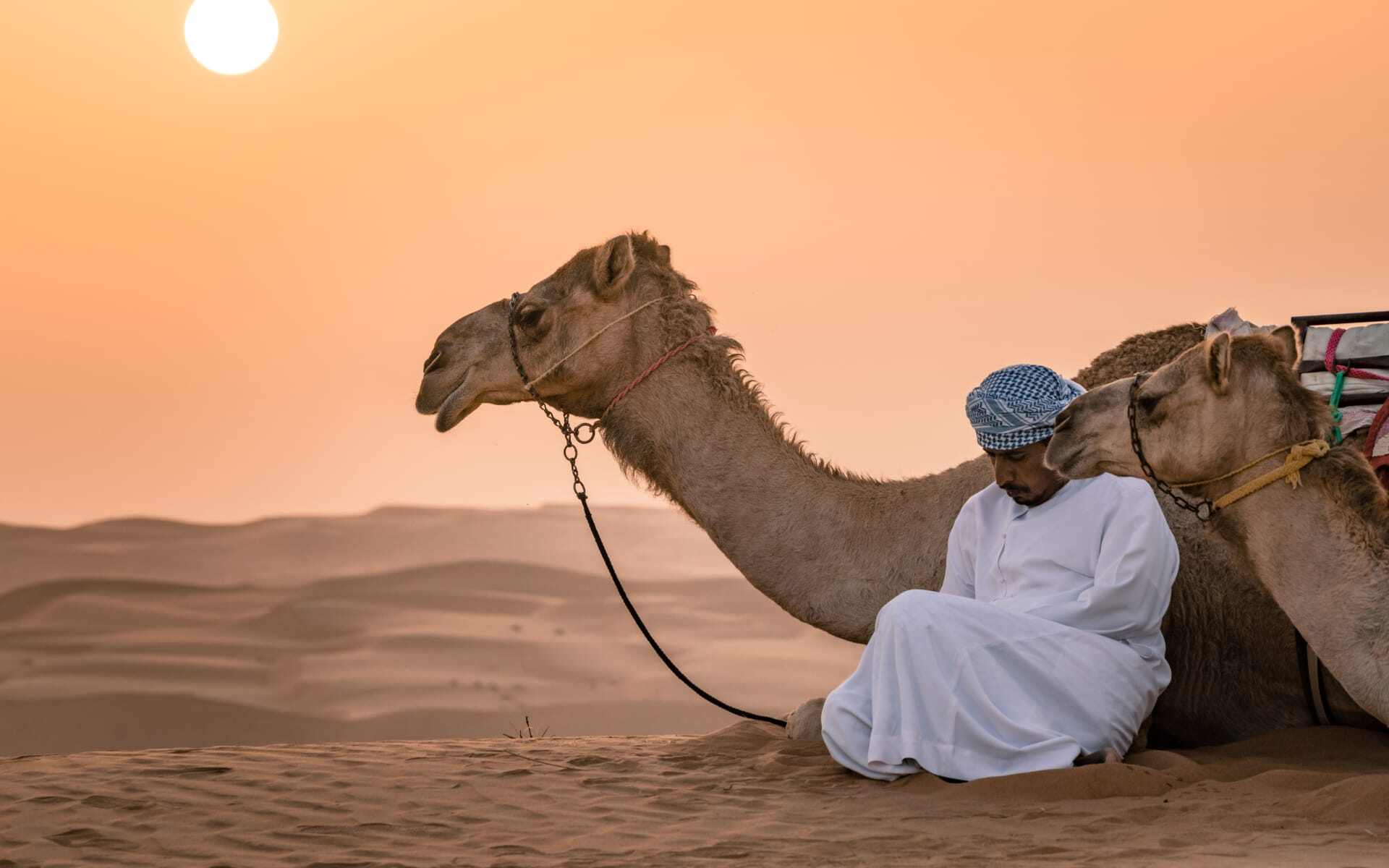 See camels in the vast desert in Oman