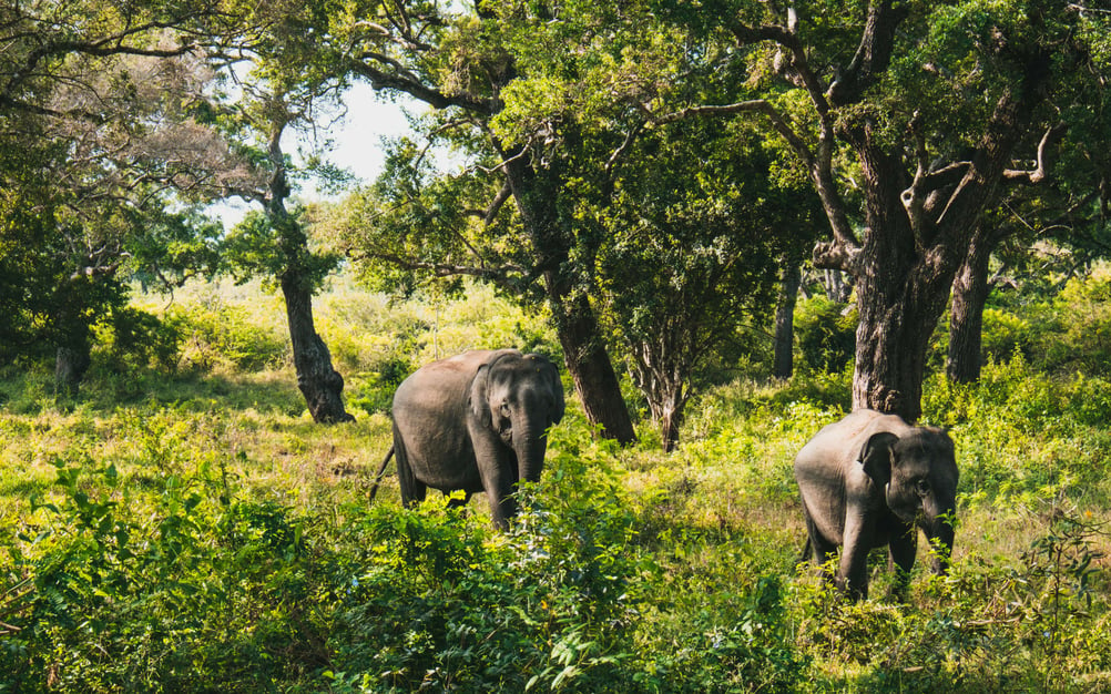 two elephants wander the greenery of yala National Park.