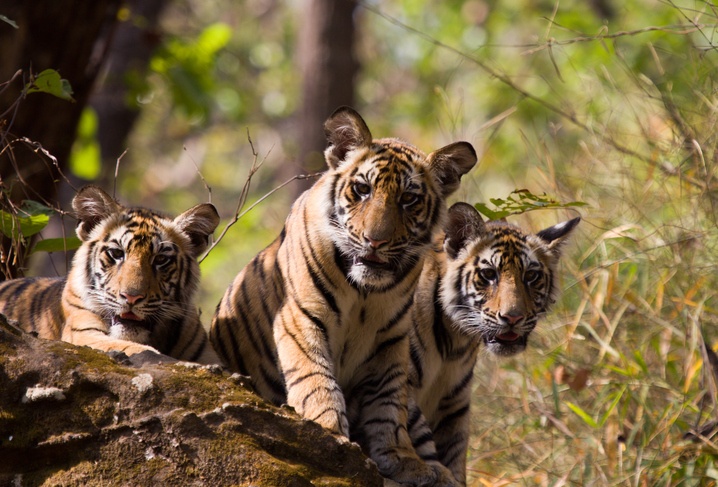Three tiger cubs in Bandhavgarh National Park