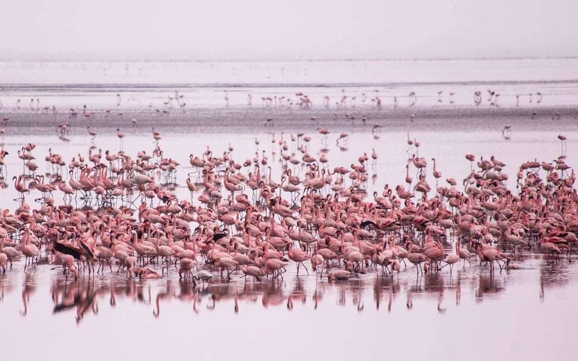 flamingos_group_manyara_lake_national_park