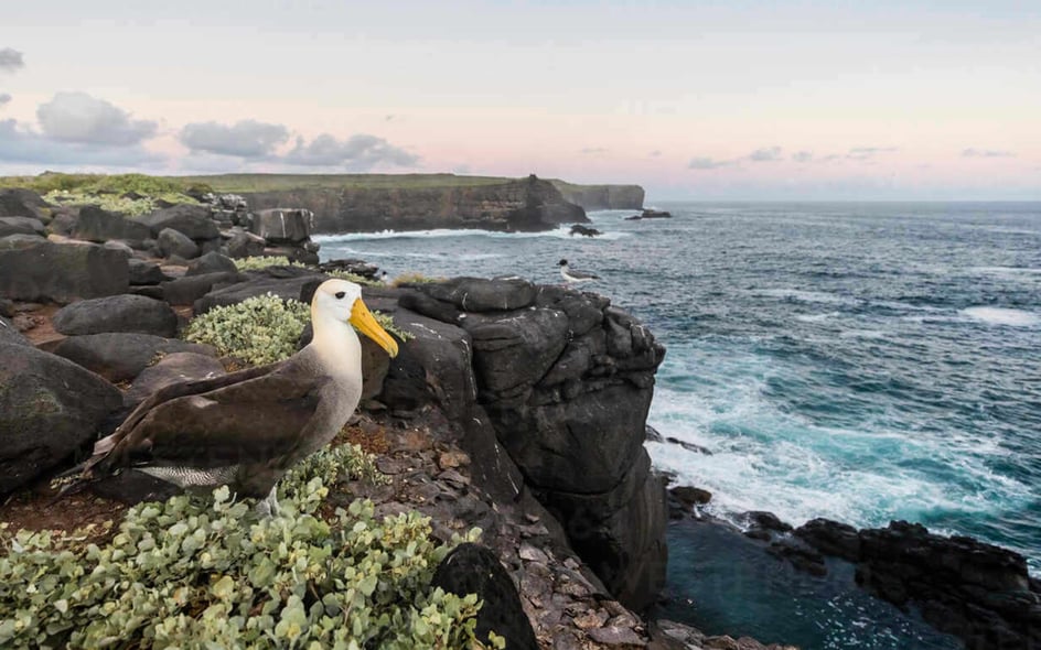 The Remarkable Wildlife of Ecuador