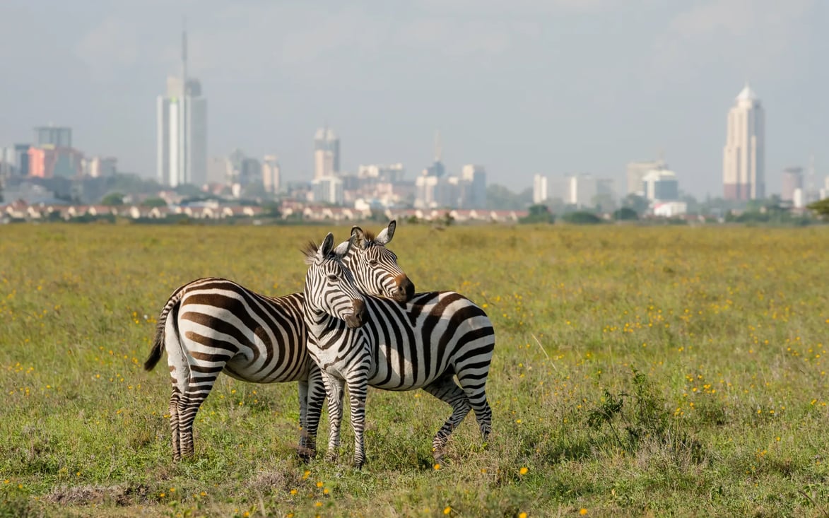 Two zebra are hugging on the grass in front of Nairobi. 