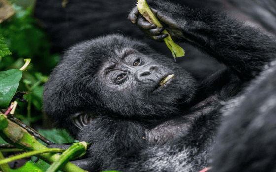 Gorilla Habituation Experience in Uganda