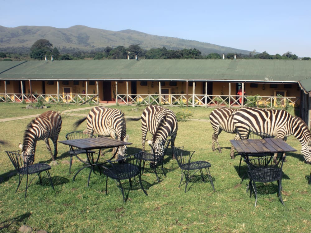 Rhino_Lodge_tanzania_zebra_in_lodge-1
