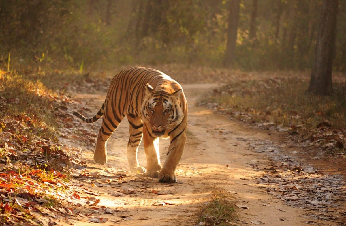 TIger in Kanha-2-1