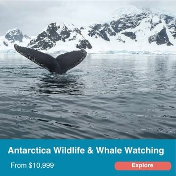 Antarctica Wildlife & Whale Watching Tour