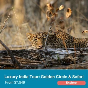 Luxury India Golden Circle and Safari Tour