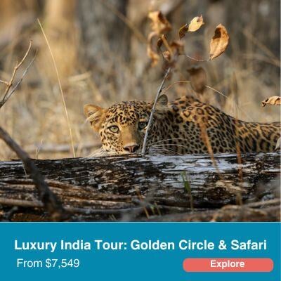 Luxury India Tour: Golden Circle & Safari.