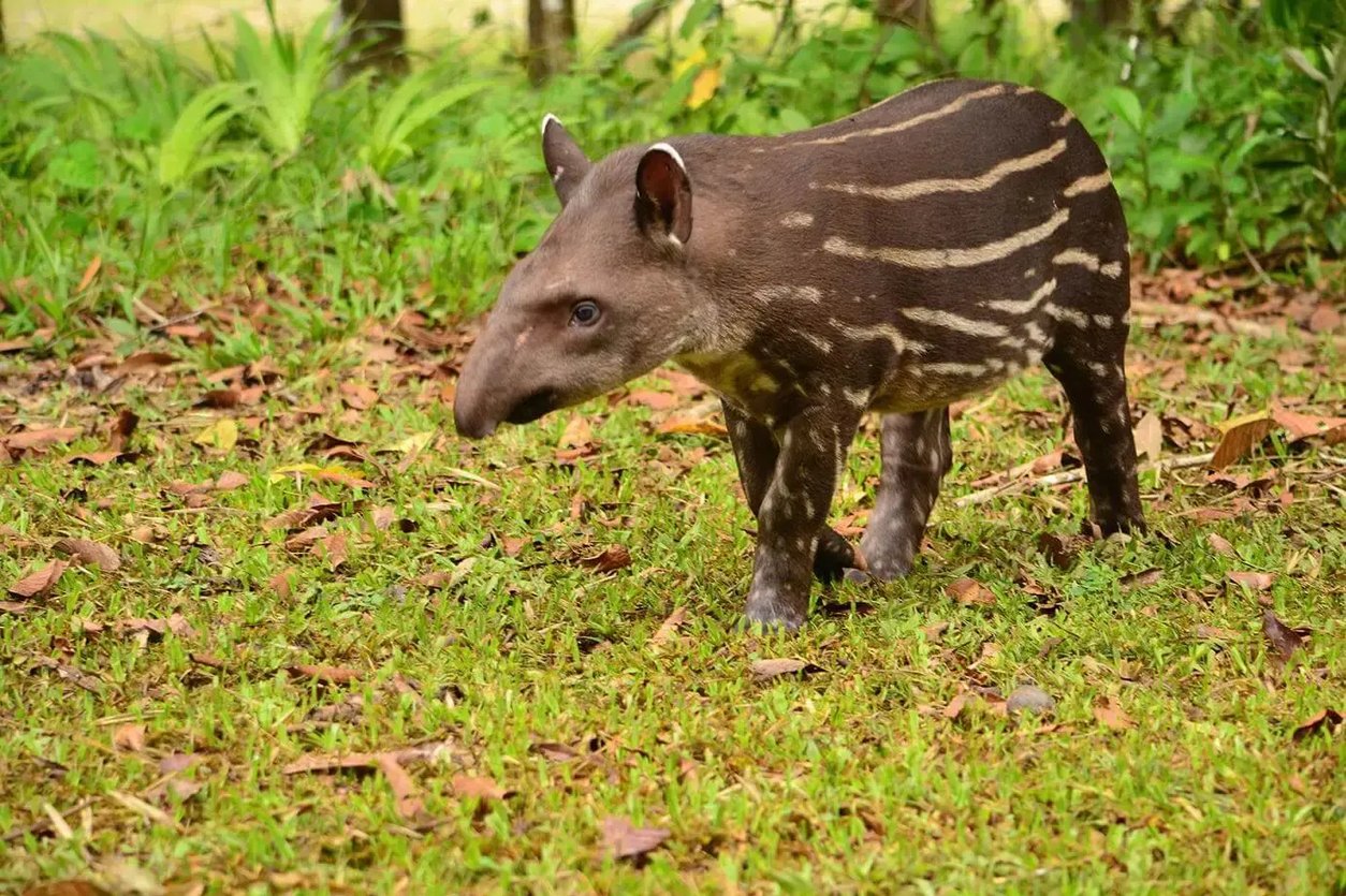 andean-taipir-of-ecuador