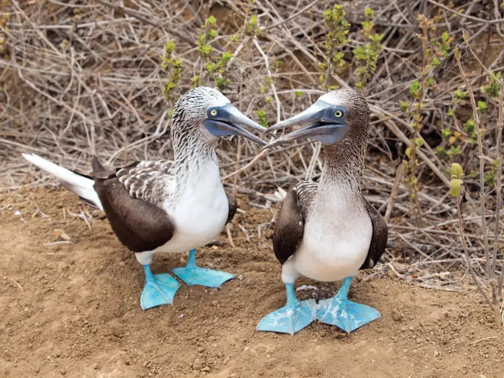 blue-footed-booby